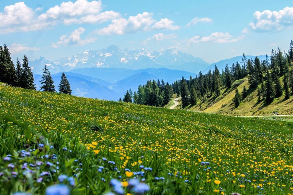 yellow, field, flowers